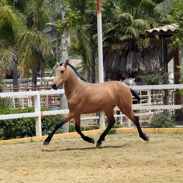 Esor13
