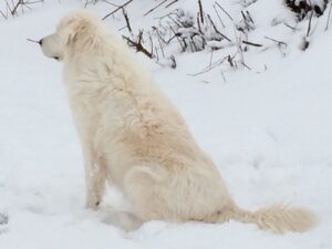 IMG_1869-1